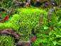 Preview: Grasblättriger Wasserschlauch - Utricularia graminifolia in vitro